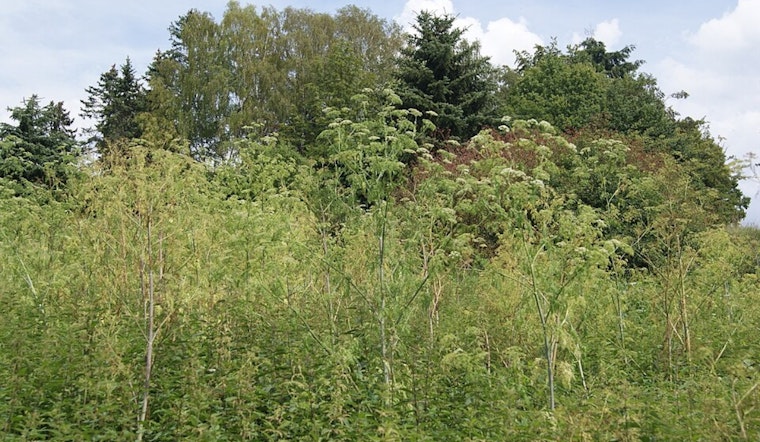 Holden Arboretum Races To Shield Northeast Ohio's Hemlocks From Tiny Killer