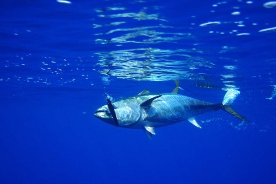 Houston Angler’s 884-Pound Sea Monster Shatters Texas Tuna Record