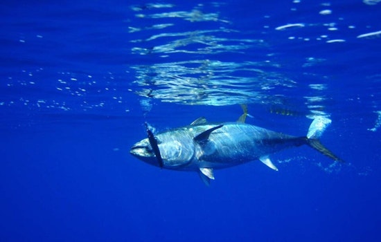 Houston Angler’s 884-Pound Sea Monster Shatters Texas Tuna Record