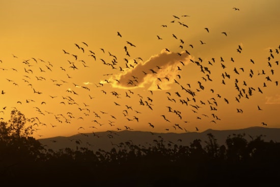 Houston Forecast Goes Batty As Swarms Jam The Radar
