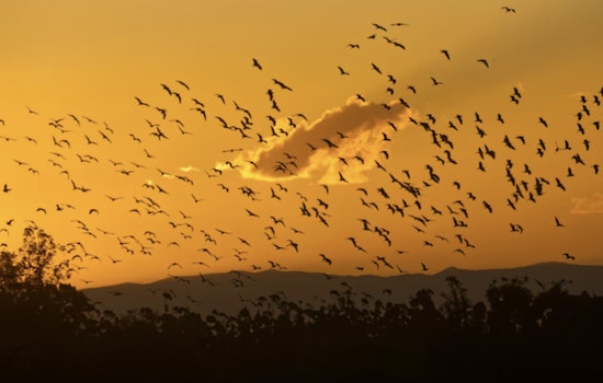 Houston Forecast Goes Batty As Swarms Jam The Radar