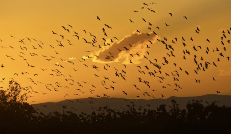 Houston Forecast Goes Batty As Swarms Jam The Radar