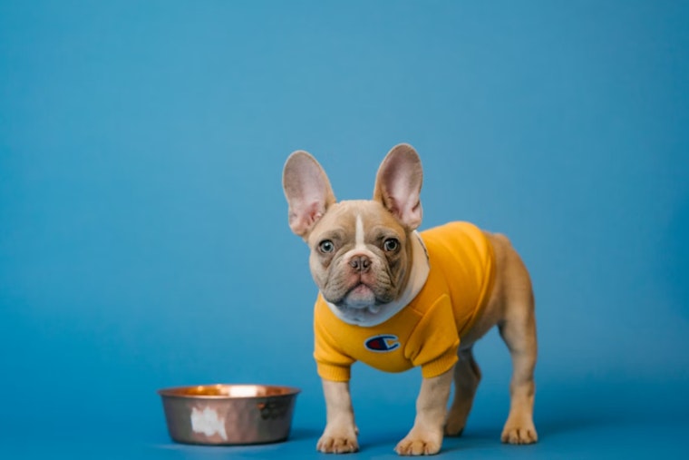 Gunman Snatches Beloved Frenchie From Houston Teens On Morning Walk