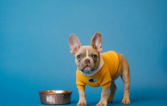 Gunman Snatches Beloved Frenchie From Houston Teens On Morning Walk
