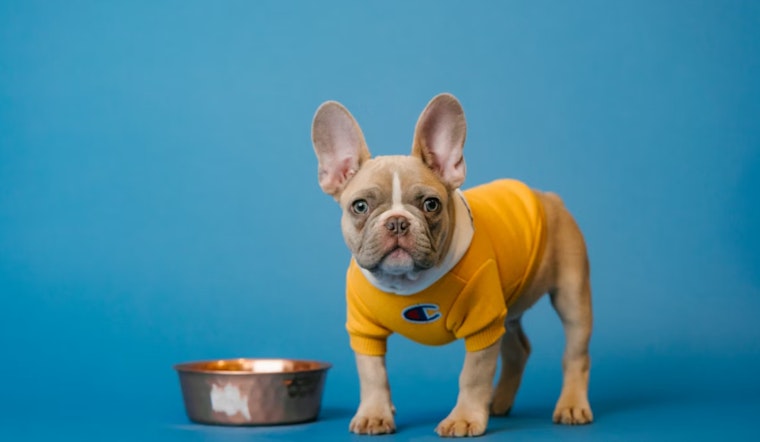 Gunman Snatches Beloved Frenchie From Houston Teens On Morning Walk
