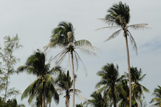 Howling Winds Put Kauaʻi And Oʻahu On Edge Through Friday Morning