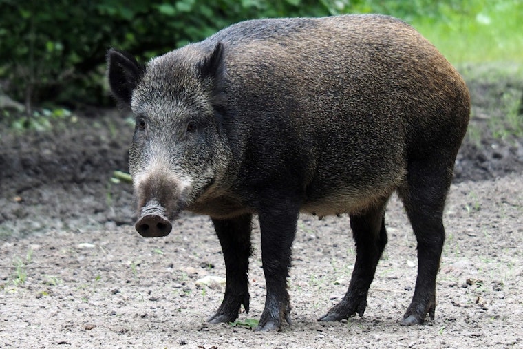 HPU Researcher Builds Field Test For Brucellosis In Hawaii's Wild Pigs