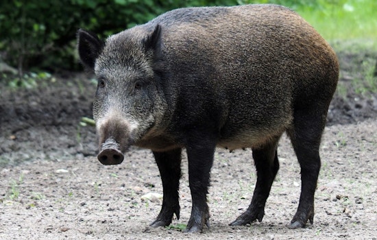 HPU Researcher Builds Field Test For Brucellosis In Hawaii's Wild Pigs