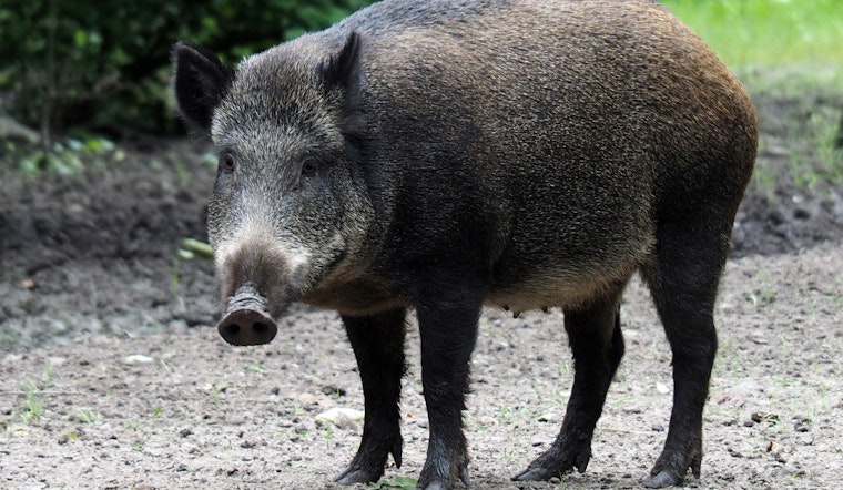 HPU Researcher Builds Field Test For Brucellosis In Hawaii's Wild Pigs