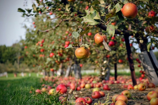 Hudson Valley Orchards Gutted As Freak April Freeze Torches Fruit Crop