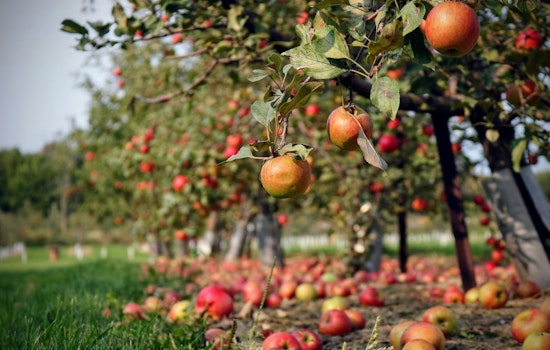 Hudson Valley Orchards Gutted As Freak April Freeze Torches Fruit Crop