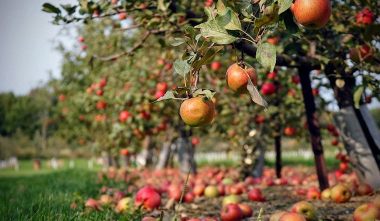 Hudson Valley Orchards Gutted As Freak April Freeze Torches Fruit Crop