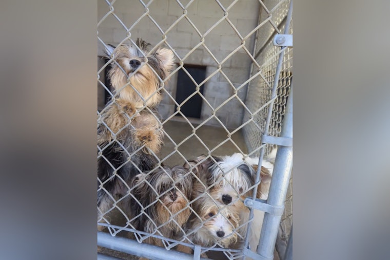 Hudson Valley Shelter Swamped After 24 Dogs Pulled From Condemned Deerpark Home