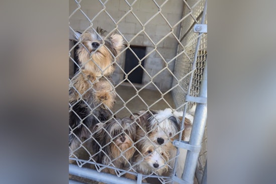 Hudson Valley Shelter Swamped After 24 Dogs Pulled From Condemned Deerpark Home
