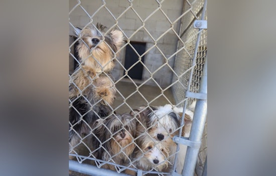 Hudson Valley Shelter Swamped After 24 Dogs Pulled From Condemned Deerpark Home