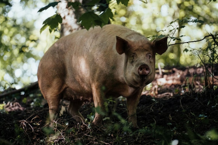 Runaway Hog Has Bridgewater On Snout Patrol