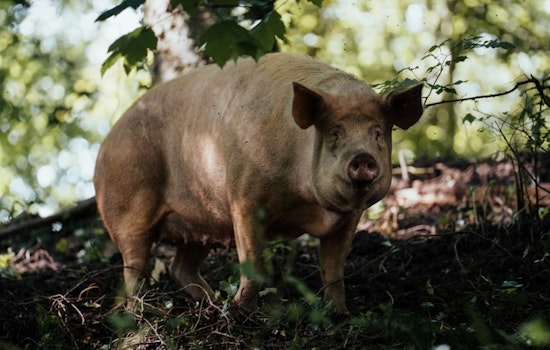 Runaway Hog Has Bridgewater On Snout Patrol