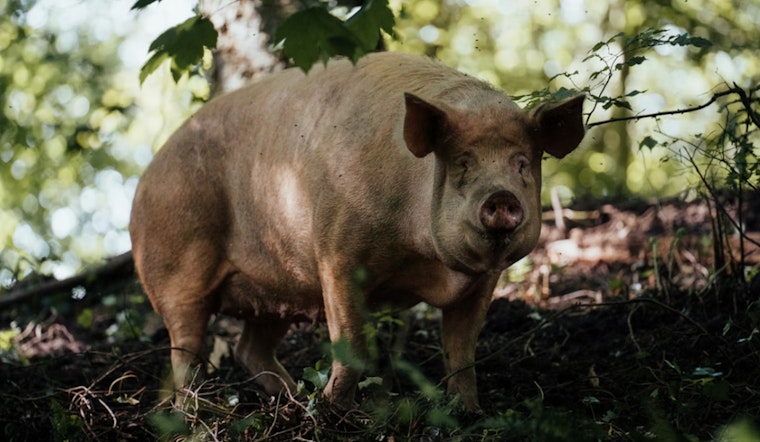 Runaway Hog Has Bridgewater On Snout Patrol