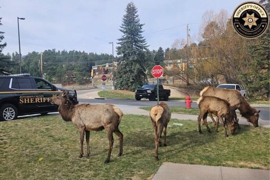Hungry Elk Crash Deputies' Breakfast At Evergreen Precinct