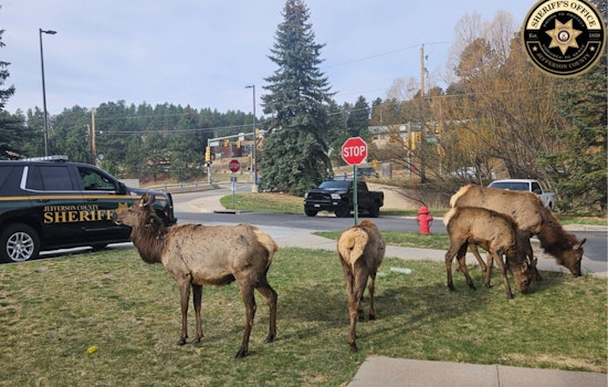 Hungry Elk Crash Deputies' Breakfast At Evergreen Precinct
