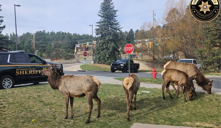 Hungry Elk Crash Deputies' Breakfast At Evergreen Precinct
