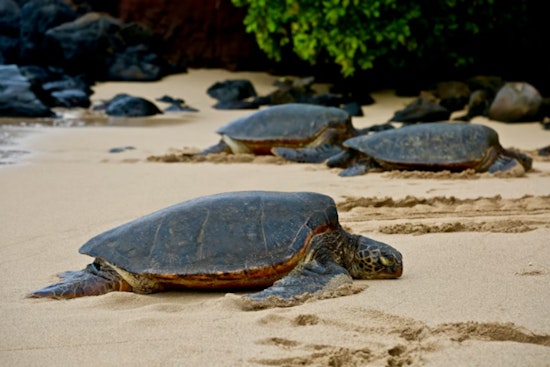Hungry Honu Vs. Seaweed Invader Roiling Hawaiʻi’s Far‑Flung Reefs