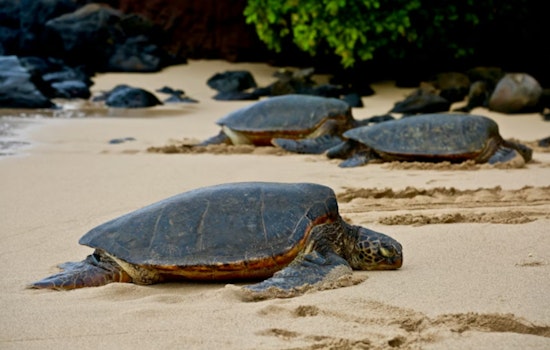Hungry Honu Vs. Seaweed Invader Roiling Hawaiʻi’s Far‑Flung Reefs