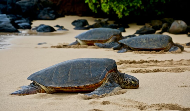 Hungry Honu Vs. Seaweed Invader Roiling Hawaiʻi’s Far‑Flung Reefs