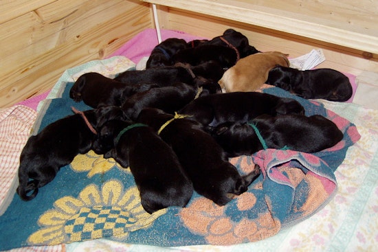 Hunt On For Gastonia Woman Who Dumped Newborn Puppies At Old Shelter