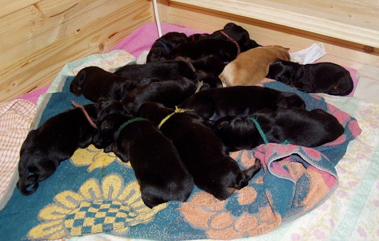Hunt On For Gastonia Woman Who Dumped Newborn Puppies At Old Shelter