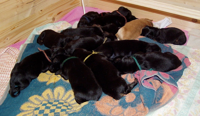 Hunt On For Gastonia Woman Who Dumped Newborn Puppies At Old Shelter