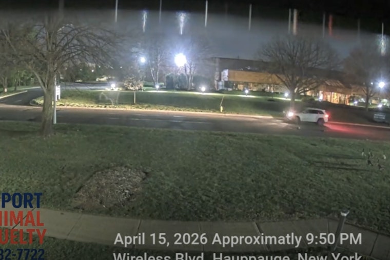 Hunt On For Hauppauge Goose Killer In Late-Night SUV Rampage