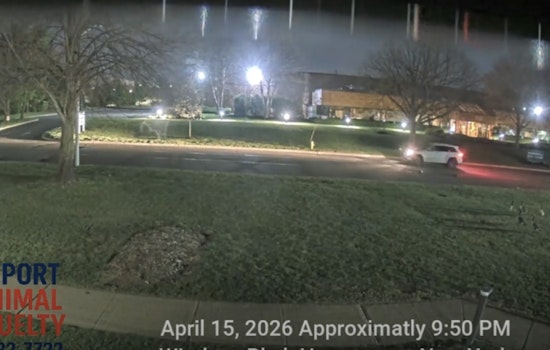 Hunt On For Hauppauge Goose Killer In Late-Night SUV Rampage