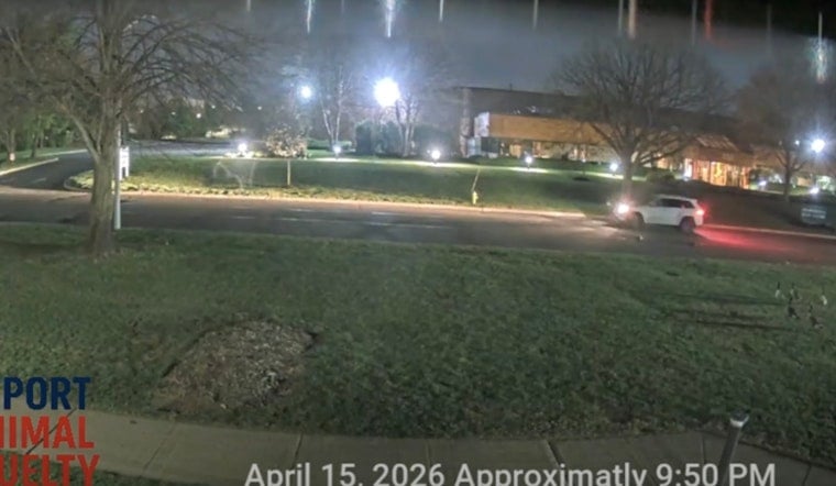 Hunt On For Hauppauge Goose Killer In Late-Night SUV Rampage