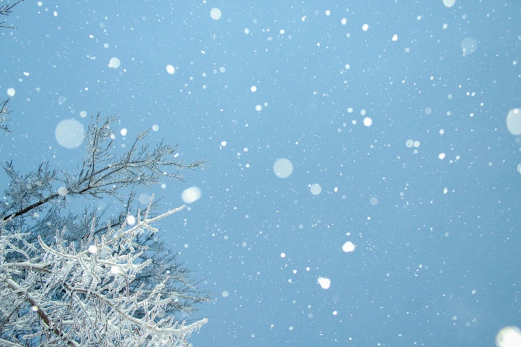 Indy Wakes Up Shivering As Surprise Freeze Nips Spring Gardens
