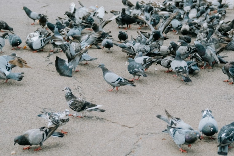 Inside Pennsylvania’s Pigeon House Of Horrors As 300 Birds Get A Second Chance