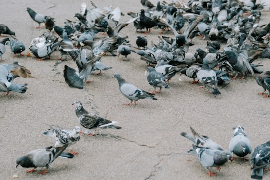 Inside Pennsylvania’s Pigeon House Of Horrors As 300 Birds Get A Second Chance