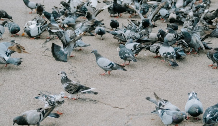 Inside Pennsylvania’s Pigeon House Of Horrors As 300 Birds Get A Second Chance