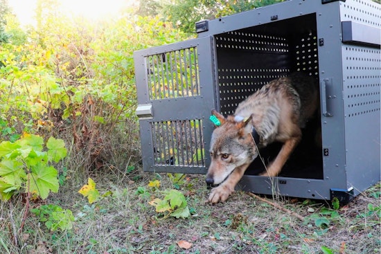 Isle Royale Wolf Comeback Turns Moose Paradise Into Predator Hot Spot