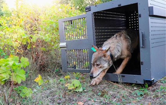 Isle Royale Wolf Comeback Turns Moose Paradise Into Predator Hot Spot