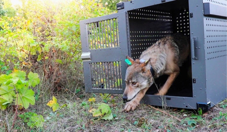 Isle Royale Wolf Comeback Turns Moose Paradise Into Predator Hot Spot
