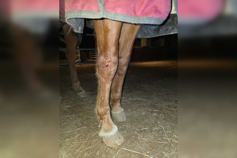 Jeep Rips Through Rutland Stable, Leaves 20-Year-Old Horse Hurt