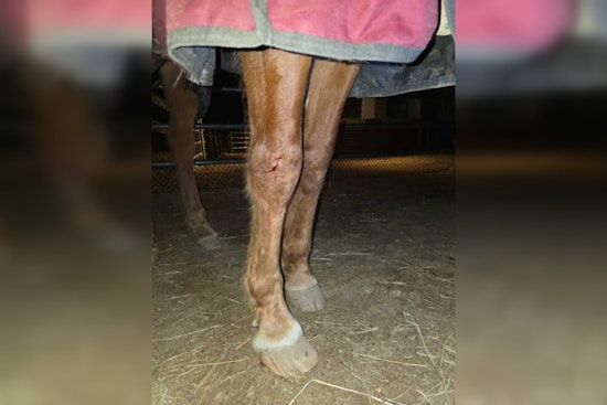Jeep Rips Through Rutland Stable, Leaves 20-Year-Old Horse Hurt