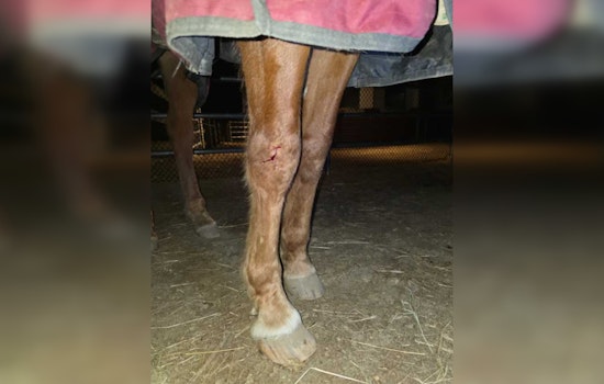 Jeep Rips Through Rutland Stable, Leaves 20-Year-Old Horse Hurt