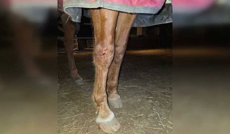 Jeep Rips Through Rutland Stable, Leaves 20-Year-Old Horse Hurt
