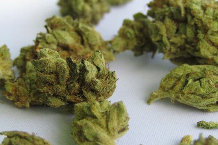 Joint Venture: National City’s Waterfront Pot Lounge Hits One-Year Mark