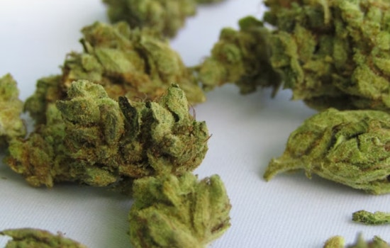 Joint Venture: National City’s Waterfront Pot Lounge Hits One-Year Mark