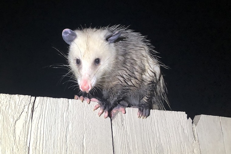 Key Largo’s ‘Spy’ Opossums Lead Hunters To Giant Pythons