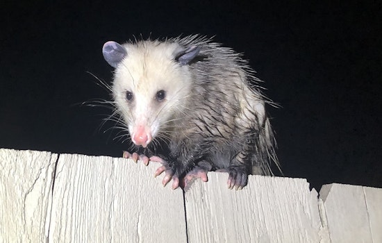 Key Largo’s ‘Spy’ Opossums Lead Hunters To Giant Pythons