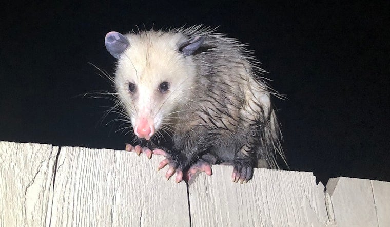 Key Largo’s ‘Spy’ Opossums Lead Hunters To Giant Pythons